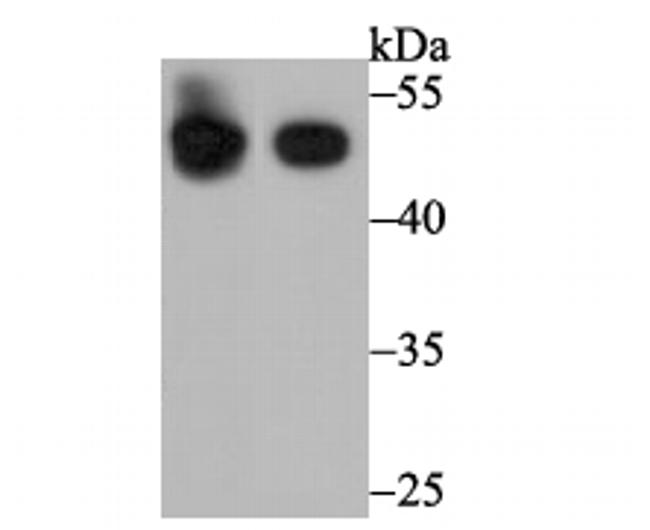 BHMT Antibody in Western Blot (WB)