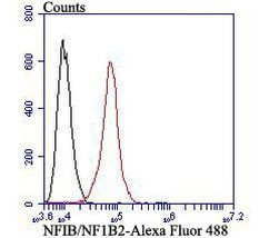 NFIB Antibody in Flow Cytometry (Flow)