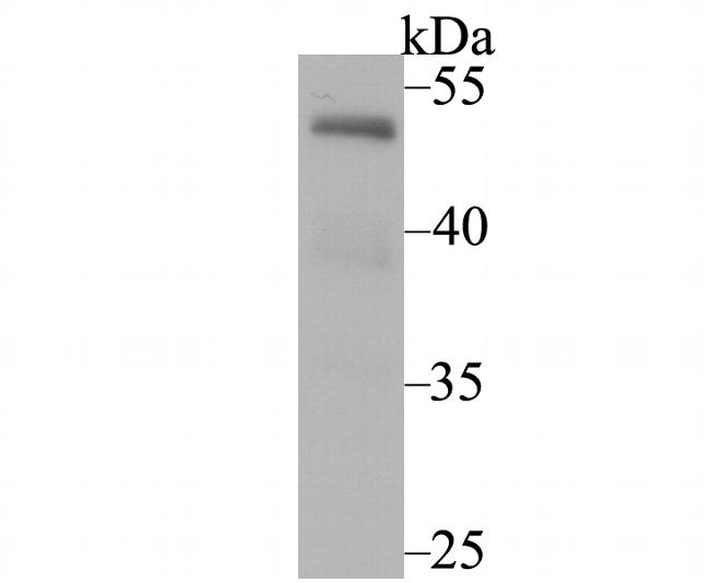 NFIB Antibody in Western Blot (WB)