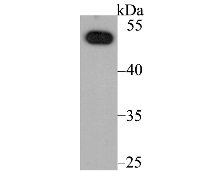 NFIB Antibody in Western Blot (WB)