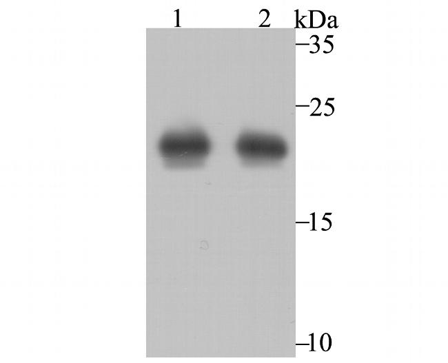 PRDX2 Antibody in Western Blot (WB)