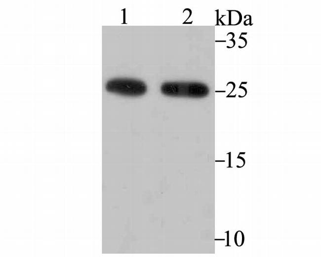 PRDX6 Antibody in Western Blot (WB)