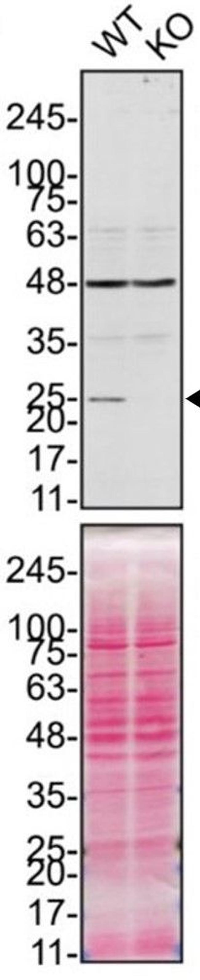 PRDX6 Antibody in Western Blot (WB)