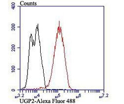 UGP2 Antibody in Flow Cytometry (Flow)