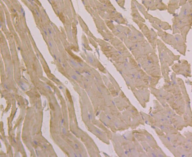 UGP2 Antibody in Immunohistochemistry (Paraffin) (IHC (P))