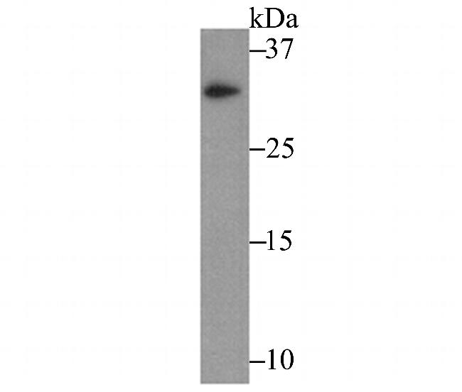 IL-31 Antibody in Western Blot (WB)