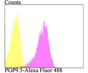 PGP9.5 Antibody in Flow Cytometry (Flow)