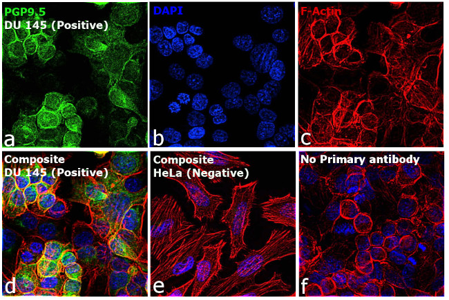 PGP9.5 Antibody in Immunocytochemistry (ICC/IF)