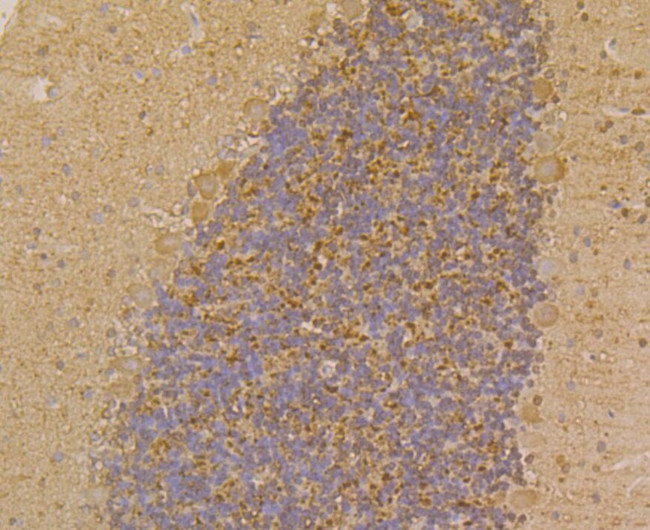 PGP9.5 Antibody in Immunohistochemistry (Paraffin) (IHC (P))