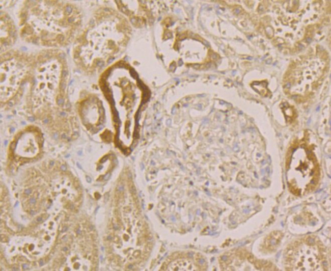 PGP9.5 Antibody in Immunohistochemistry (Paraffin) (IHC (P))