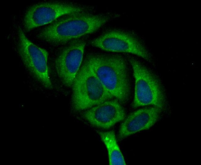 ASS1 Antibody in Immunocytochemistry (ICC/IF)