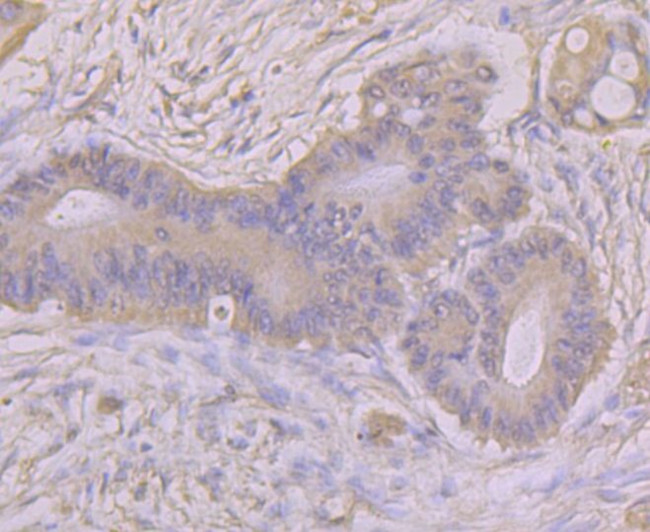 ASS1 Antibody in Immunohistochemistry (Paraffin) (IHC (P))