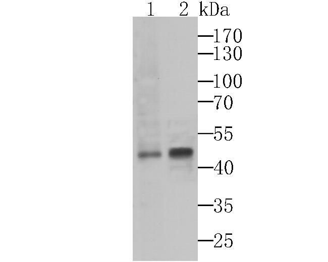 ASS1 Antibody in Western Blot (WB)