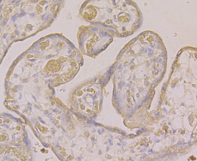 ATF6 Antibody in Immunohistochemistry (Paraffin) (IHC (P))