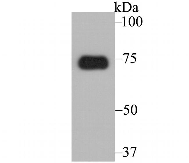 ATF6 Antibody in Western Blot (WB)