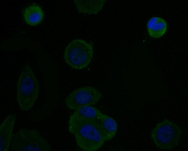 TNFRSF11B Antibody in Immunocytochemistry (ICC/IF)