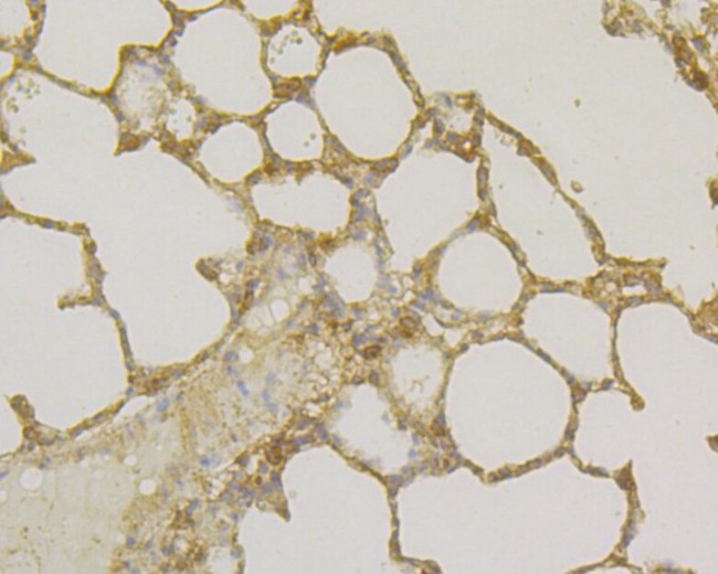 TNFRSF11B Antibody in Immunohistochemistry (Paraffin) (IHC (P))