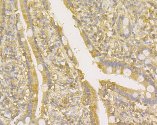 TNFRSF11B Antibody in Immunohistochemistry (Paraffin) (IHC (P))