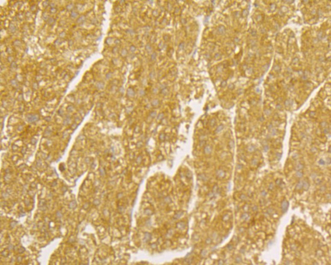 TNFRSF11B Antibody in Immunohistochemistry (Paraffin) (IHC (P))