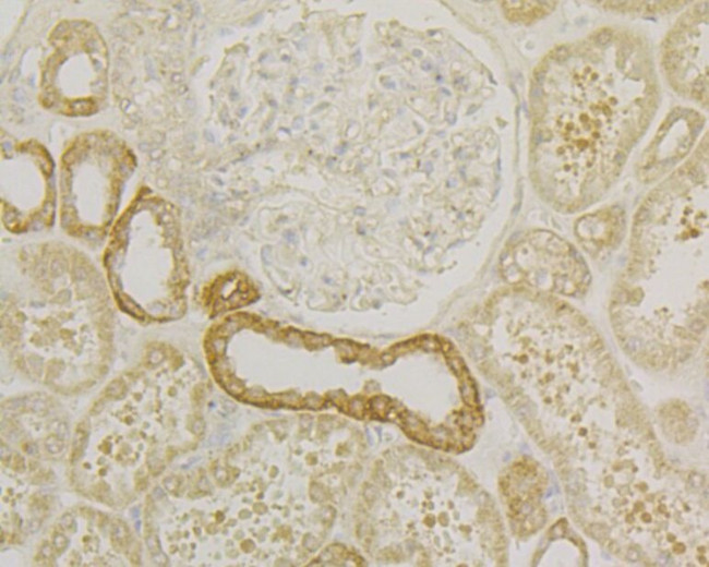 TNFRSF11B Antibody in Immunohistochemistry (Paraffin) (IHC (P))