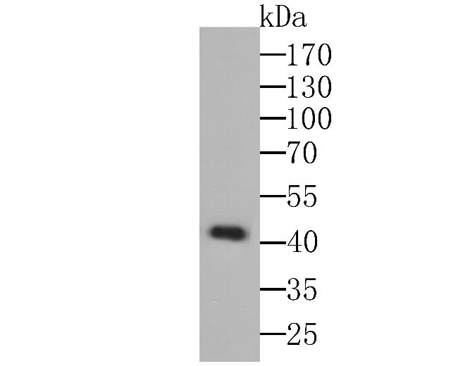 TNFRSF11B Antibody in Western Blot (WB)