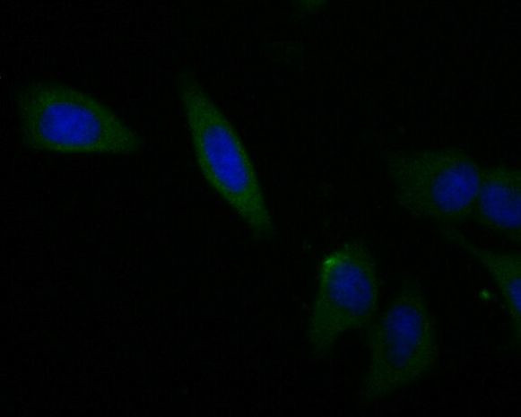 TNFRSF11B Antibody in Immunocytochemistry (ICC/IF)