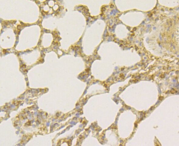 TNFRSF11B Antibody in Immunohistochemistry (Paraffin) (IHC (P))