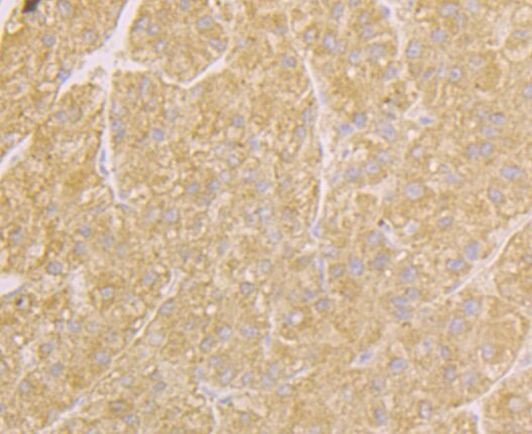 TNFRSF11B Antibody in Immunohistochemistry (Paraffin) (IHC (P))