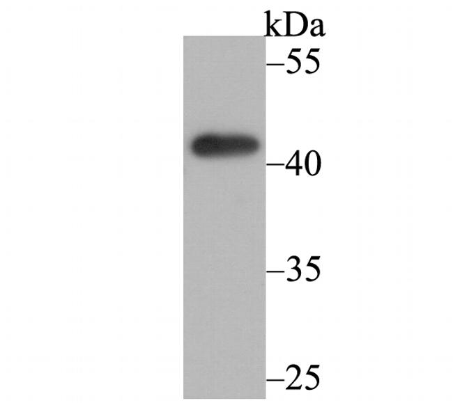 TNFRSF11B Antibody in Western Blot (WB)