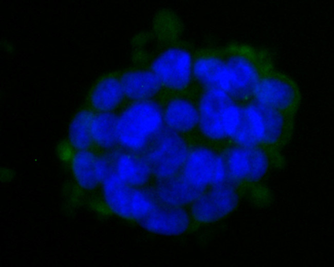 HLA-ABC Antibody in Immunocytochemistry (ICC/IF)