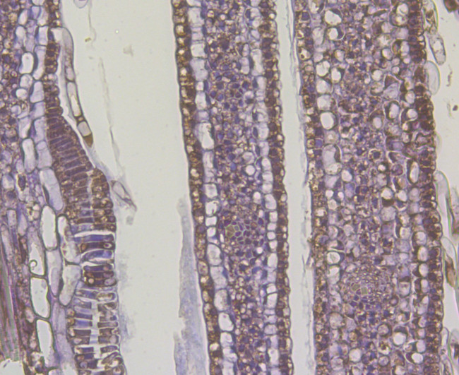 Auxin response factor Antibody in Immunohistochemistry (Paraffin) (IHC (P))