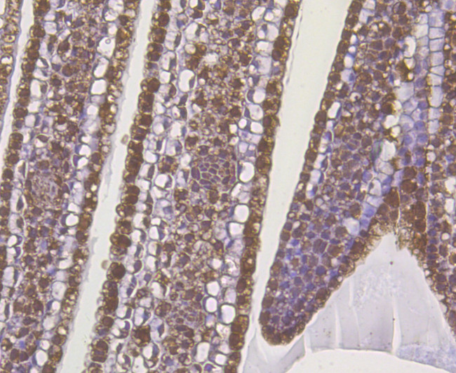 Auxin response factor Antibody in Immunohistochemistry (Paraffin) (IHC (P))