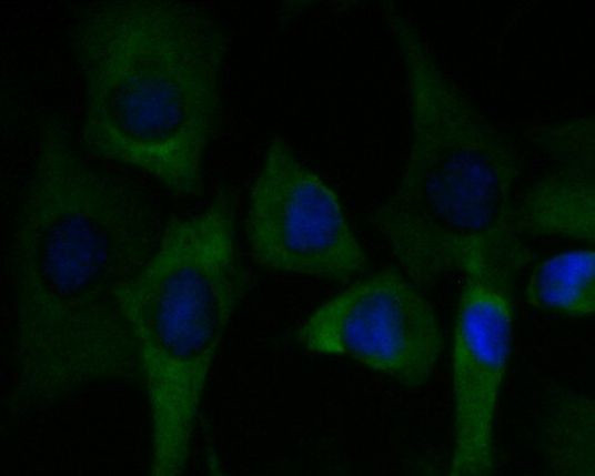 C7 Antibody in Immunocytochemistry (ICC/IF)