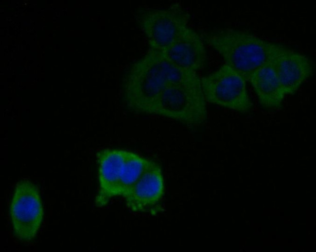 C7 Antibody in Immunocytochemistry (ICC/IF)