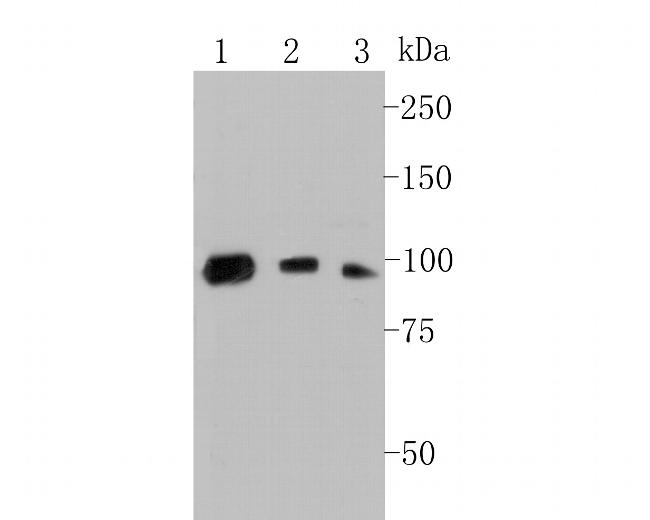 C7 Antibody in Western Blot (WB)