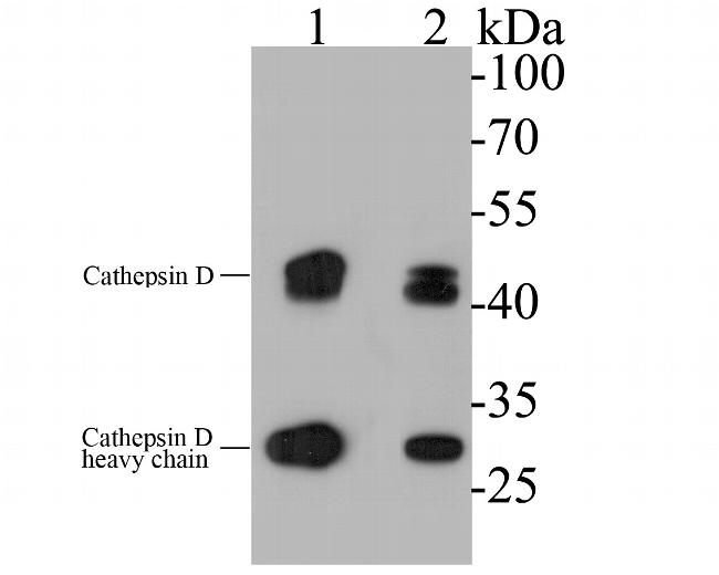 Cathepsin D Antibody in Western Blot (WB)