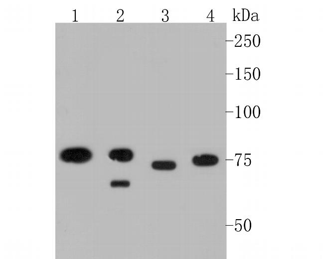 MTA2 Antibody in Western Blot (WB)