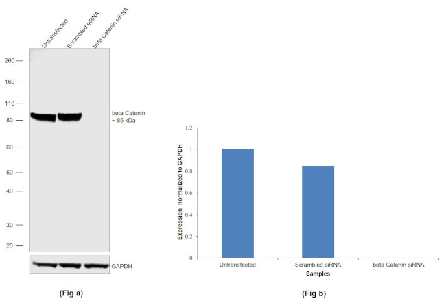 beta Catenin Antibody in Western Blot (WB)