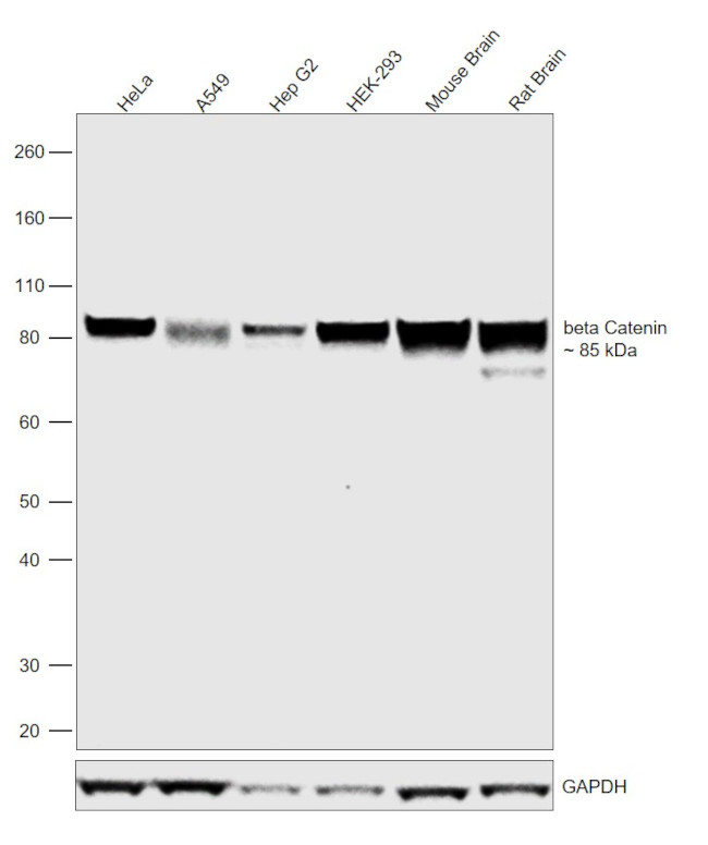 beta Catenin Antibody in Western Blot (WB)