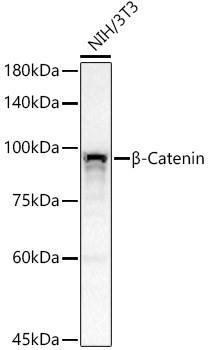 beta Catenin Antibody in Western Blot (WB)