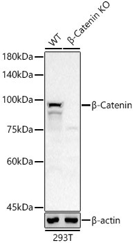 beta Catenin Antibody in Western Blot (WB)