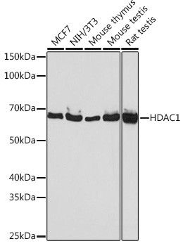 HDAC1 Antibody in Western Blot (WB)