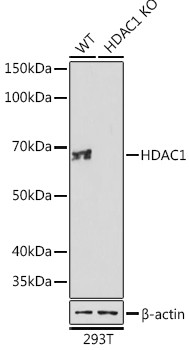 HDAC1 Antibody in Western Blot (WB)