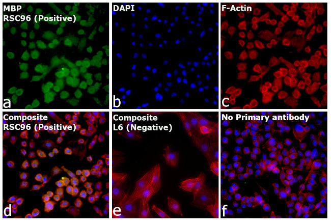 MBP Antibody in Immunocytochemistry (ICC/IF)