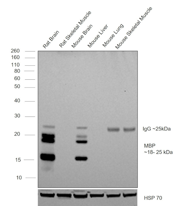 MBP Antibody in Western Blot (WB)