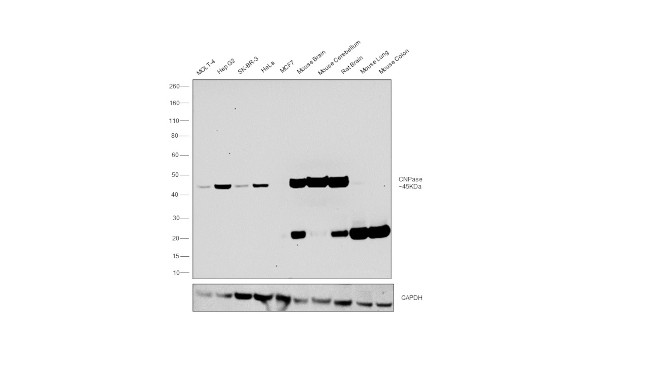 CNPase Antibody