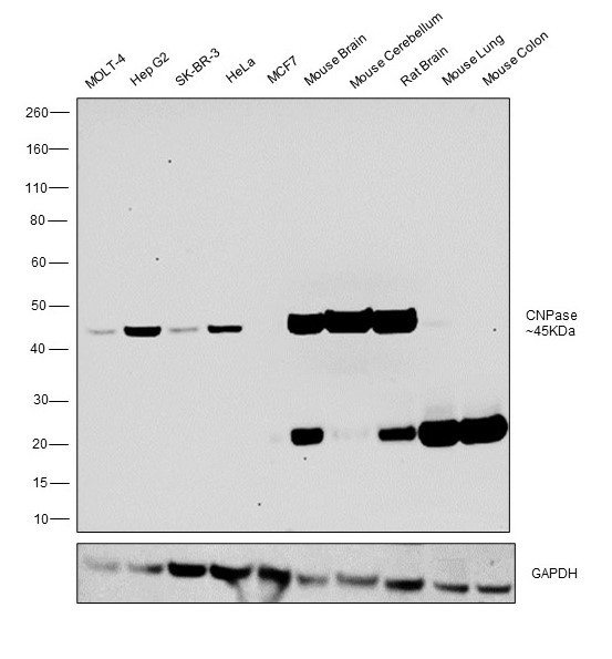 CNPase Antibody in Western Blot (WB)