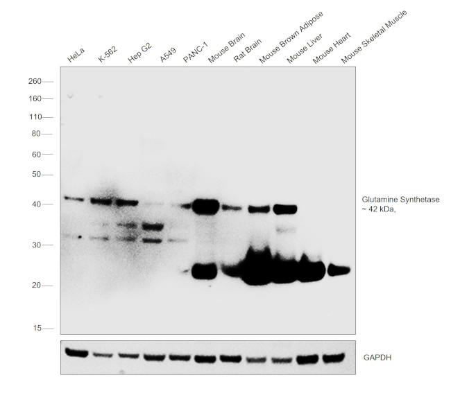 Glutamine Synthetase Antibody in Western Blot (WB)