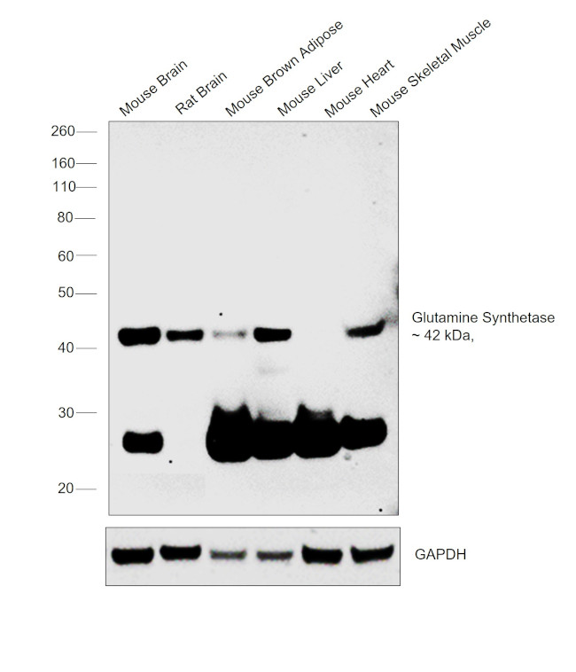 Glutamine Synthetase Antibody