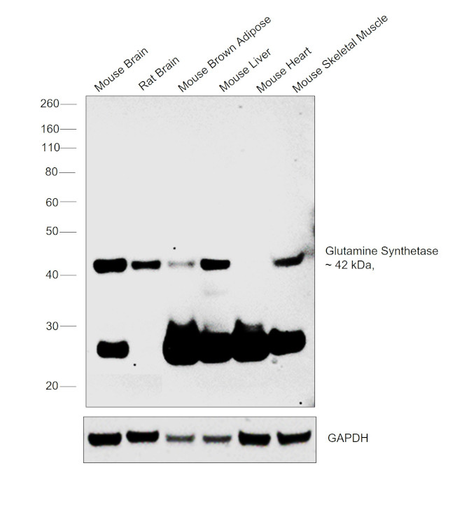 Glutamine Synthetase Antibody in Western Blot (WB)